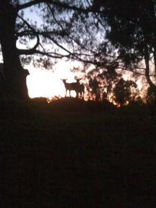 sillouttes.3JPG