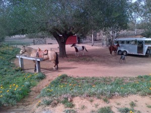 Ramona-20140126-00319-1