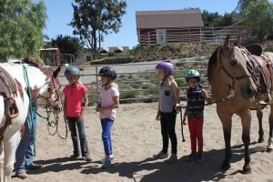 anniscout lilwranglers